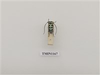 藏品(黑紋蒼藍天牛)的圖片